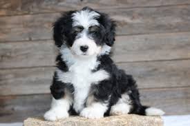 Our goal is to raise well. Bernedoodle Rescue