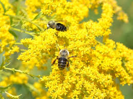 Image result for Bussea xylocarpa