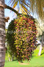 Image result for Hyophorbe verschaffeltii