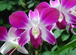 Dendrobium Orchid Care Tips