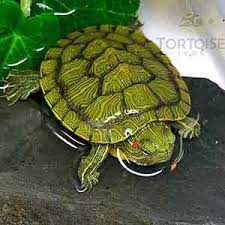 The shelled friends are aggressive swimmers who. Aquatic Turtles For Sale Live Baby Turtles For Sale My Freshwater Turtle Store