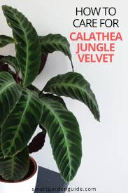 How To Care For Calathea Warscewiczii Smart Garden Guide Smart Garden Calathea Plant Calathea
