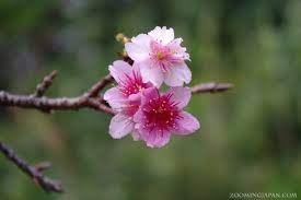 When Is The Best Time To View Cherry Blossoms In Japan Zooming Cherry Blossom Flowers Cherry Blossom Japan Cherry Blossom