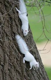 Beyaz Sincaplar Rare Albino Animals Albino Animals Unusual Animals