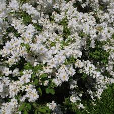 Image result for Exochorda