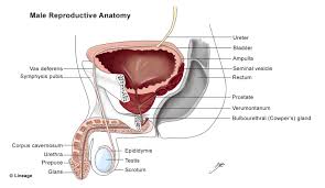 As a part of bladder function, urethra takes urine from the sac and empties it out of the body through urethral opening. Bladder Urethra Anatomy Renal Medbullets Step 1