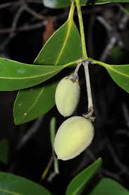 Image result for Avicenniaceae