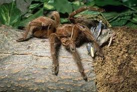 It included two videos and a picture of australia's deadliest spider. Philippine Falconet Vs Goliath Bird Eating Spider Spider Big Spiders Giant Spider