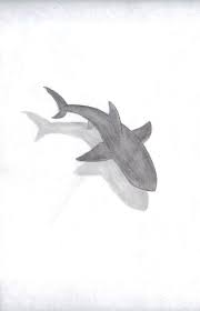 Check spelling or type a new query. Shark Drawing Shark Art Shark Drawing Animal Drawings