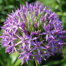The Flowers Of Allium Globemaster Can Be As Big As Bowling Balls And Are Always An Impressive Sight The Sparkly Purpl Purple Flowers Longfield Gardens Flowers