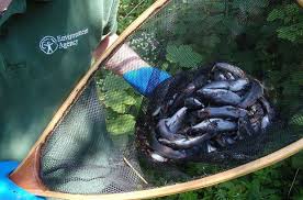 The bullhead, or bullhead catfish, is a group of catfishes in the family ictaluridae. Ea Eradicating The Black Bullhead Catfish From Great Britain Marine Science