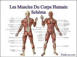 Les réserves de lipides sont constituées de triglycérides.dans l'adipocyte, ils sont stockés sous forme de gouttelettes lipidiques ou adiposome. Cours D Anatomie Sous Formats Pdf Etude Az
