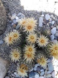 Timeline Photos Michaels Kakteen Cactus Plants Cactus Pictures Planting Succulents