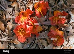 Image result for Fernandoa magnifica