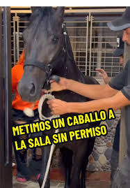 METIMOS UN CABALLO EN LA SALA SIN PERMISO 🐴😱 PT: 7 VIDEO COMPLETO E... |  TikTok