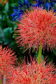 Image result for Scadoxus multiflorus
