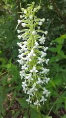 Image result for Habenaria zambesina