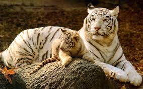 Baby White Tigers Wallpapers Tiere Raubkatzen Wildkatzen