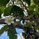 Image result for Bellucia pentamera