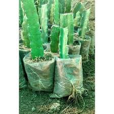 Vergleichen sie fruit mit ähnlichen produkten und finden sie den besten preis Well Watered Dragon Fruit Plant Rs 20 Plant Southern Nurserys Id 21051392233
