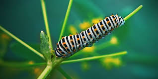 Vervelende Beestjes En Insecten Hoe Kweek Je Wiet