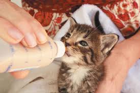 your guide to bottle feeding kittens catster