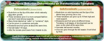 This type of growth is called indeterminate growth. Before You Save Tomato Seed Tomato Seeds Saving Tomato Seeds Seeds