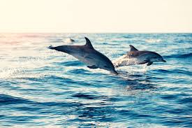 Il porto di Cagliari senza navi per il coronavirus: due delfini ...