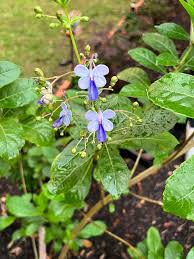 Image result for Rotheca aurantiaca