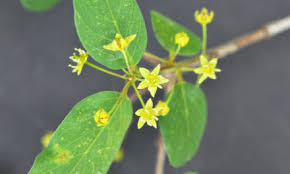 Image result for Commiphora viminea