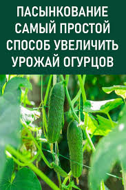 сад огород своими руками огурцы от а до я Dacha Sad Ogorod V 2020 G Ogorod Dachnye Rasteniya Sad