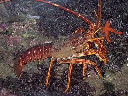 Eunephrops bairdii, a crustacean from the caribbean sea. Why Does Krabben Mean Shrimp German Language Stack Exchange