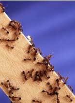 Maybe you would like to learn more about one of these? How To Get Rid Of Ants Naturally In 4 Easy Steps Completely Diy