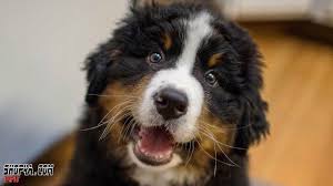 The bernese mountain dog is a large, strong, sturdy, agile dog. Bernese Mountain Dog Smile Bernese Mountain Dog Puppy Smiling Dogs Mountain Dogs