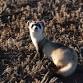 Black-footed Ferret 30 Years of Conservation Celebration