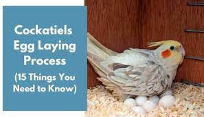 Cockatiels Egg Laying Process 15 Things You Need To Know Animalfate