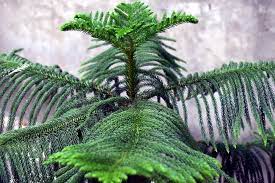 Maybe you would like to learn more about one of these? 12 Jenis Pohon Cemara Dan Manfaatnya Untuk Kehidupan