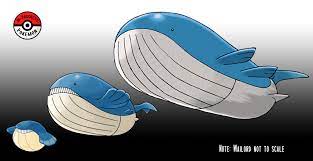 image result for wailmer