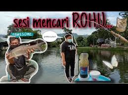 419 likes · 15 talking about this · 31 were here. Review Kolam Dan Sesi Mencari Rohu Kolam Mancing Lum Brothers Wuping Cheras Youtube