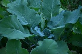 Image result for Brassica