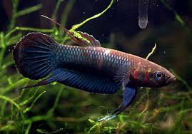 Species Groups Within The Genus Betta Seriously Fish Betta Fish Betta Fish