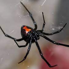 Both have a preference for secluded. 10 Most Common House Spiders How To Identify A Dangerous Spider