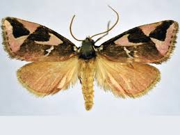 Image result for Putterlickia verrucosa