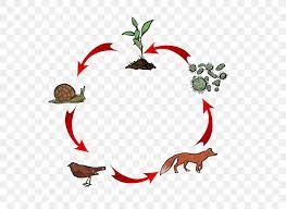 Each necklace is made to order and has been designed and handcrafted by skilled artisans. Food Chain Heterotroph Food Web Trophic Level Png 776x600px Food Chain Artwork Autotroph Branch Carnivore Download