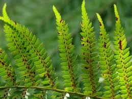 Image result for Cyathea capensis