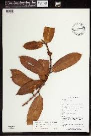 Image result for Ficus amadiensis