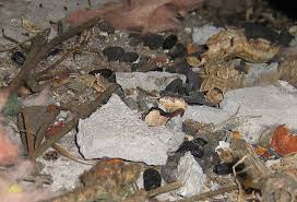 Image result for squirrel poop