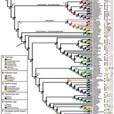 Learn the pronunciation for each sound, how to spell each sound, and practice each sound for free. Pdf Reconstructing The Origin And Elaboration Of Insect Trapping Inflorescences In The Araceae