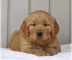 Goldens are merry companions that act like puppies well into adulthood. Golden Retriever Puppies For Sale Near Ravenna Ohio Usa Page 1 10 Per Page Puppyfinder Com