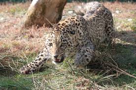The leopard (panthera pardus) is one of the five extant species in the genus panthera, a member of the cat family, felidae. Rozhdyonnye Byt Svobodnymi Peredneaziatskie Leopardy Uspeshno Osvaivayut Kavkaz Russkoe Geograficheskoe Obshestvo